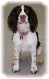Shop dog Lucy