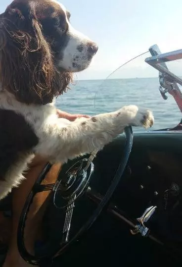 A dog driving a boat at sea